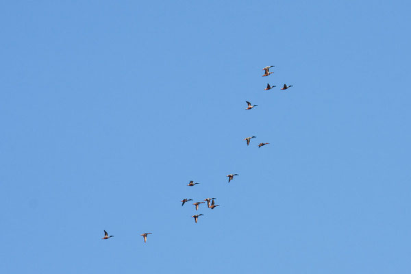 Flugformation männlicher und weiblicher Löffelenten im Prachtkleid. 