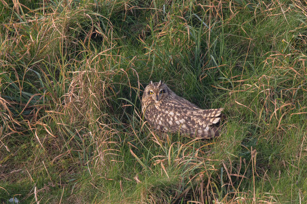 Sumpfohreule (Asio flammeus) - 5