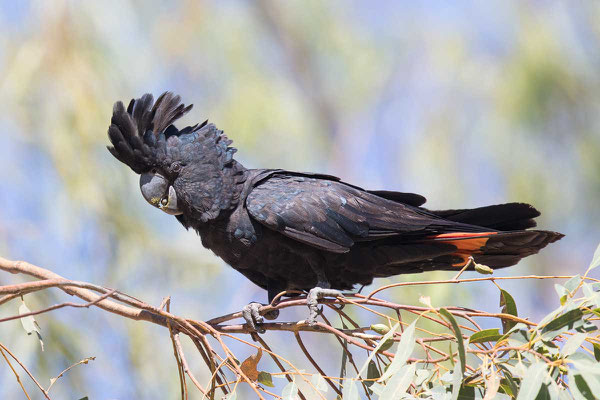 Banks-Rabenkakadu,  Red-tailed black cockatoo, Calyptorhynchus banksii - 1