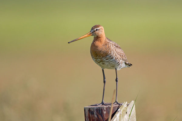 Uferschnepfe (Limosa limosa) - 4