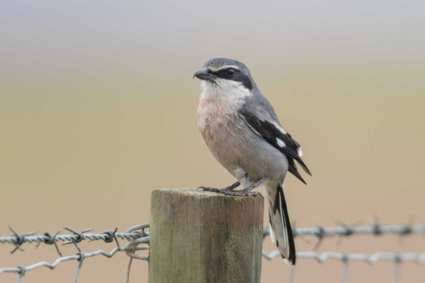 Südlicher Raubwürger (Lanius meridionalis) -3