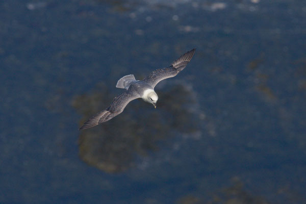 Eissturmvogel (Fulmarus glacialis) - 4