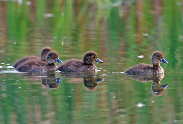 Reiherente,  Aythya fuligula, Tufted Duck - 18