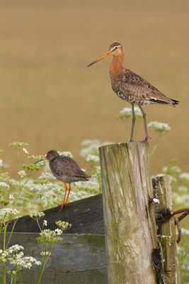 Uferschnepfe (Limosa limosa) - 6