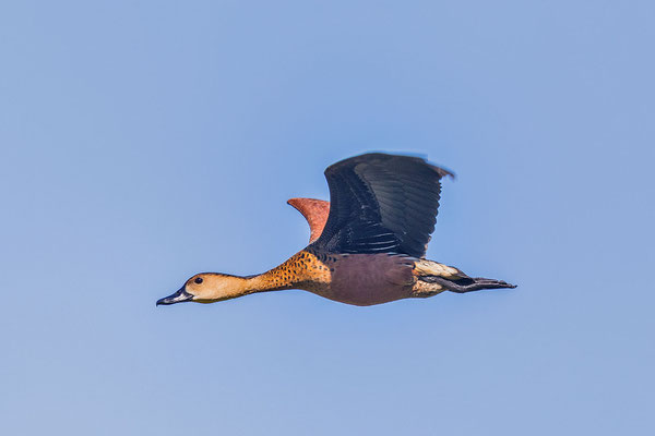 Flugbild einer Wanderpfeifgans in der Fogg Dam Conservation Area in Nordaustralien. 