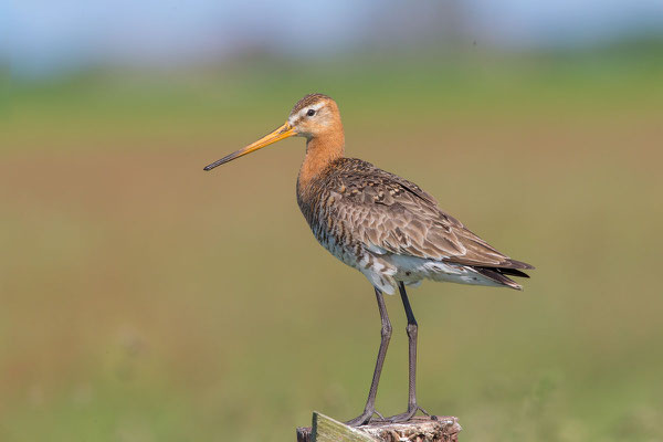 Uferschnepfe (Limosa limosa) - 2