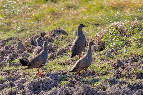 Rotfuß-Pfuhlhuhn, Black-tailed nativehen, Tribonyx ventralis - 1