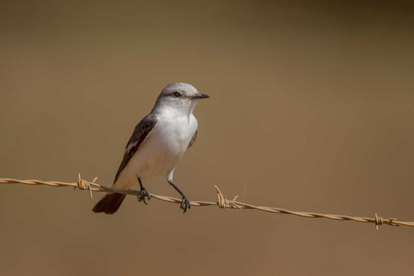 Weißbinden-Nonnentyrann (Xolmis velatus); White-rumped Monjita - 3