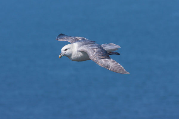 Eissturmvogel (Fulmarus glacialis) - 1