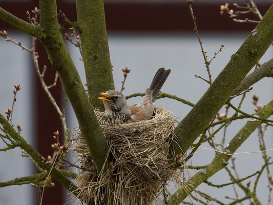 Wacholderdrossel (Turdus pilaris) - 5