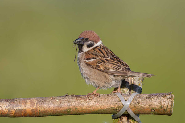 Feldsperling (Passer montanus) - Tree Sparrow - 5