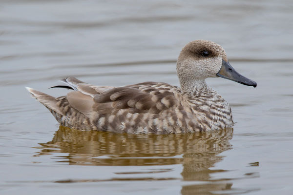 Marmelente, Marmaronetta angustirostris, Marbled Teal - 5