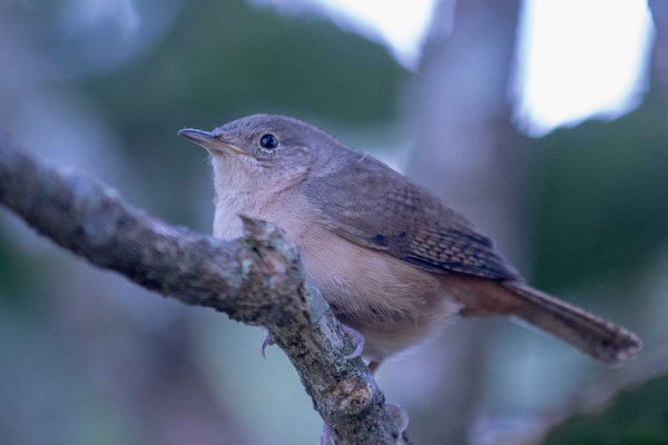 Hauszaunkönig (Troglodytes aedon)  Hauszaunkönig (Troglodytes aedon)  im brasilianischen Küstenregenwald von Itatiaia.