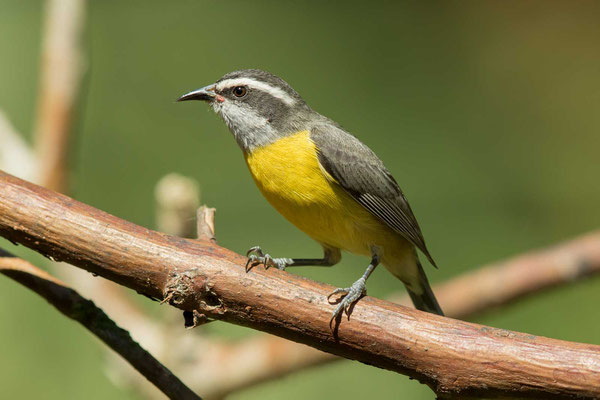 Zuckervogel (Coereba flaveola) - Bananaquit - 7