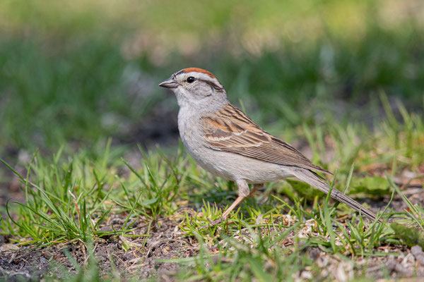 Schwirrammer (Spizella passerina)