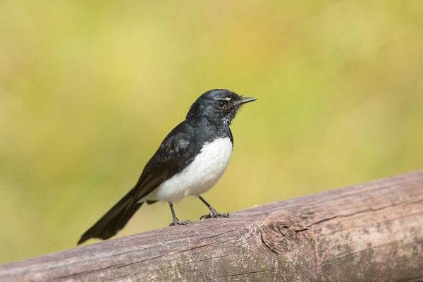 Gartenfächerschwanz, Wille wagtail, Rhipidura leucophrys - 6