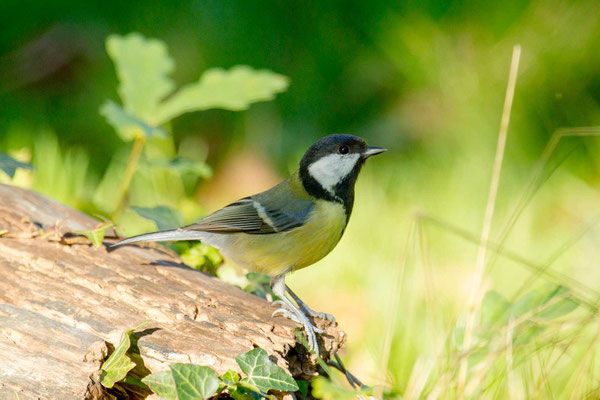 Kohlmeise (Parus major) - 4