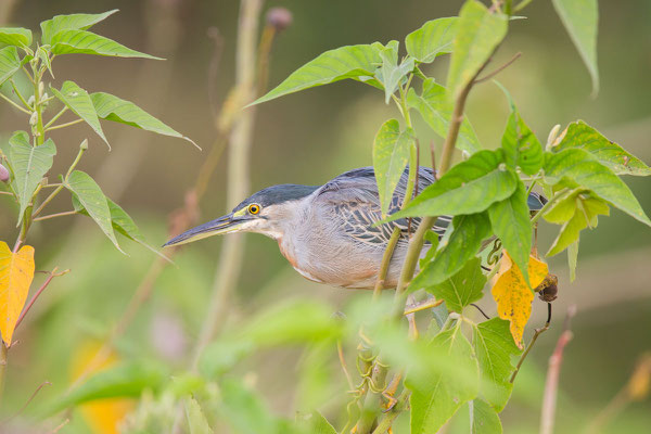 Mangrovereiher (Butorides striata) - Striated heron - 6