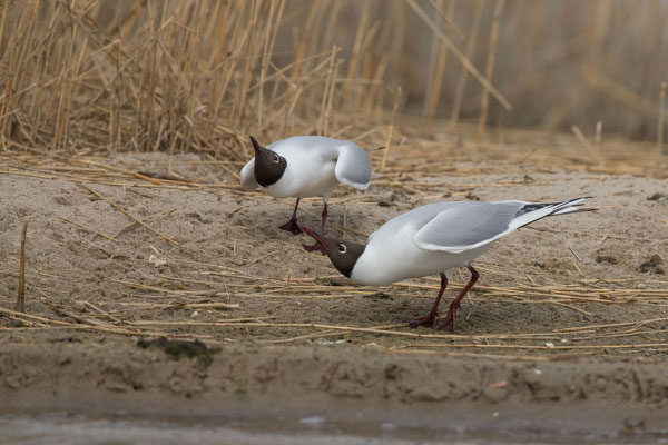 Lachmöwe (Chroicocephalus ridibundus) - 12