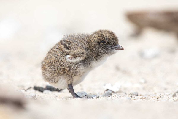 Rußseeschwalbe (Onychoprion fuscatus) - Sooty tern - 1