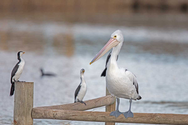 Brillenpelikan (Pelecanus conspicillatus) - Australian pelican - 5