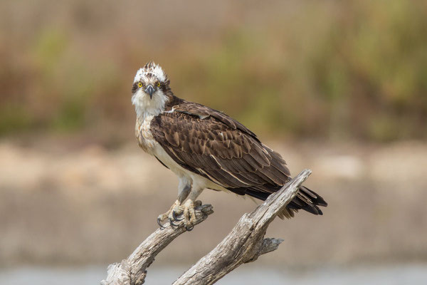 Fischadler (Pandion haliaetus) - 3