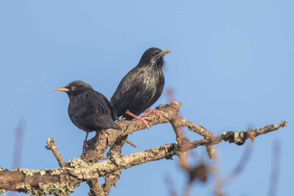 Einfarbstar (Sturnus unicolor) - 2