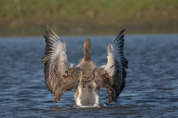 Graugans, Anser anser, Greylag goose - 12