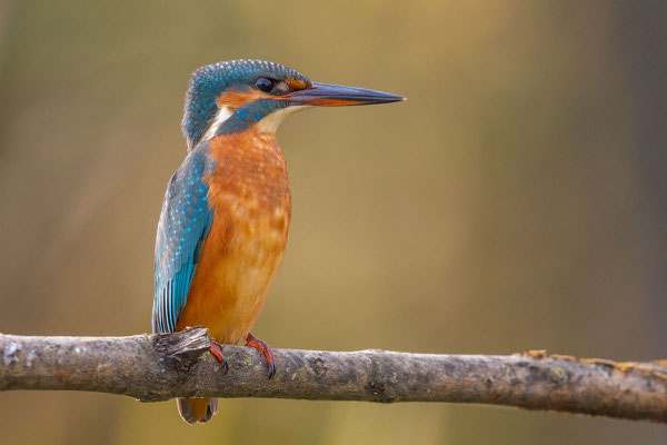 Eisvogel (Alcedo atthis) - 2