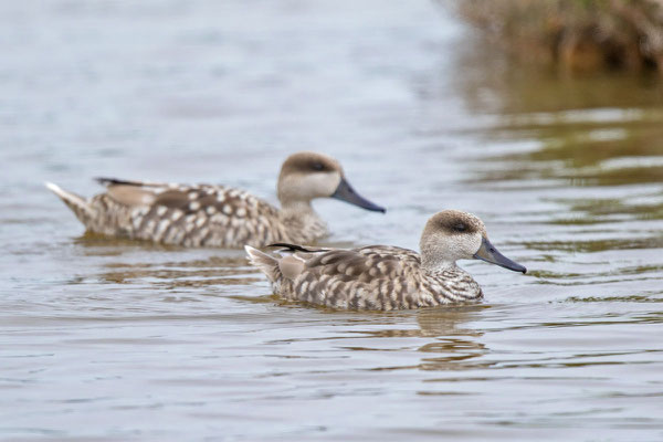 Marmelente, Marmaronetta angustirostris, Marbled Teal - 3