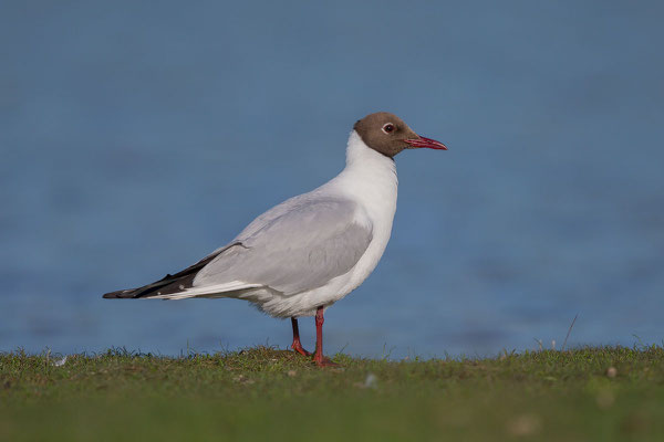 Lachmöwe (Chroicocephalus ridibundus) - 7