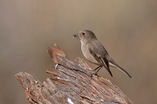 Rotstirn-Schnäpper, Red-capped robin, Petroica goodenovii - 3