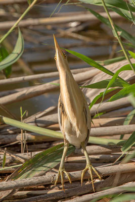 Zwergdommel (Ixobrychus minutus) - Little bittern - 8