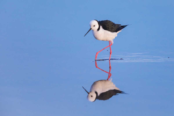 Weißgesicht-Stelzenläufer, white-headed stilt, Himantopus leucocephalus - 4