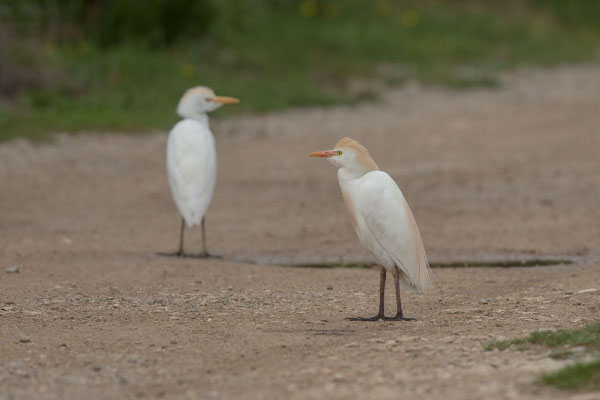 Kuhreiher (Bubulcus ibis) - 3