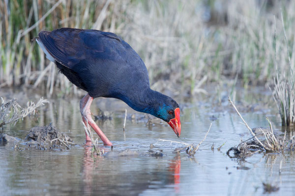 Purpurhuhn (Porphyrio porphyrio) - 3