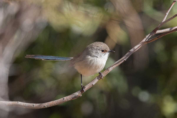 Türkisstaffelschwanz, Splendid Fairy-wren, Malurus splendens - 3