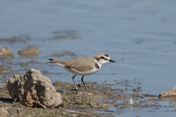 Seeregenpfeifer (Charadrius alexandrinus) - 6