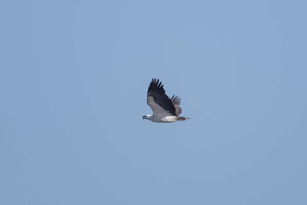 Weißbauch-Seeadler, White-bellied Sea-eagle, Haliaeetus leucogaster - 4