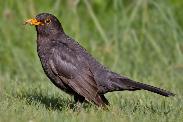 Amsel (Turdus merula) - 5