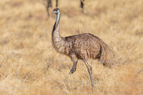 Emu (Dromaius novaehollandiae) - 1