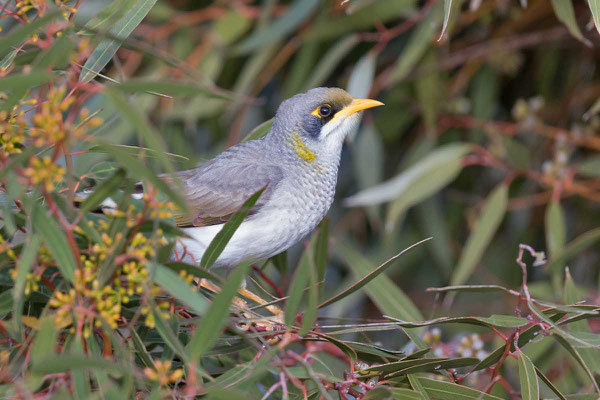 Gelbstirn-Schwatzvogel, Yellow-throated Miner, Manorina flavigula - 5