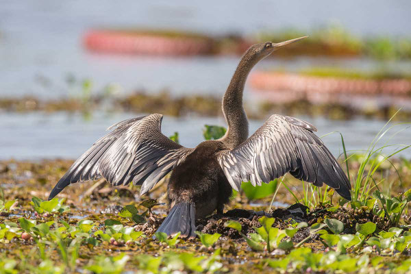 Amerikanische Schlangenhalsvogel  Anhinga, Anhinga anhinga - 2