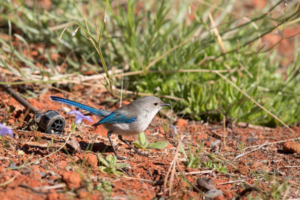 Türkisstaffelschwanz, Splendid Fairy-wren, Malurus splendens - 1