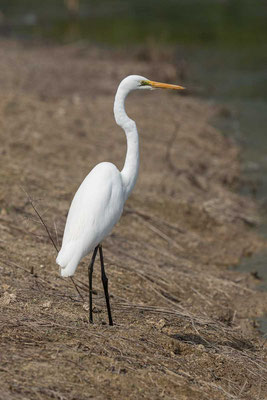 östlicher Silberreiher (Ardea modesta) - Eastern great egret - 2