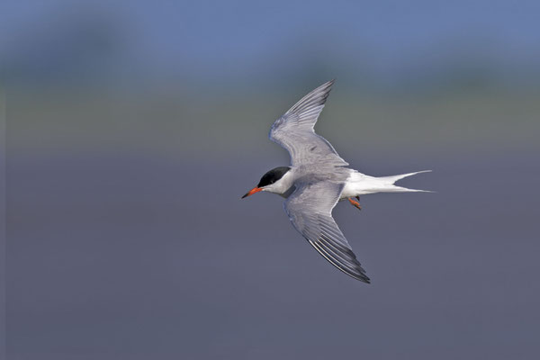 Fluss-Seeschwalbe (Sterna hirundo) - 11