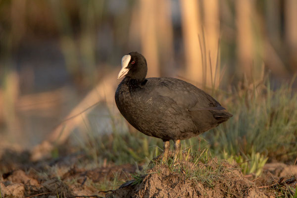 Blässhuhn (Fulica atra) - 3