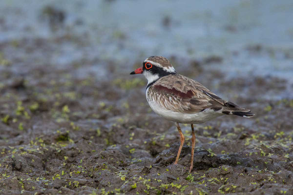 Schwarzstirnregenpfeifer (Elseyornis melanops) - Black-fronted dotterel - 3