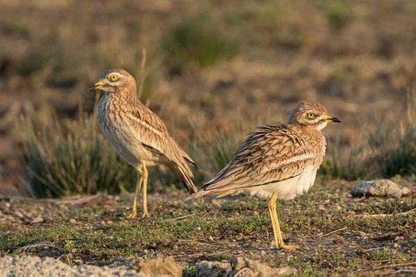 Triel, Stone-curlew, Burhinus oedicnemus - 7