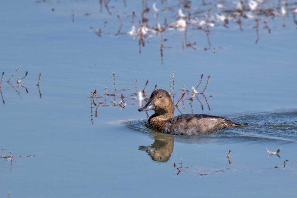 Tafelente, Common Pochard, Aythya ferina - 4